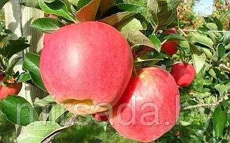 Яблоня сорт Амброзия