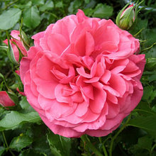Роза плетистая Розариум Ютерсен (Rosarium Uetersen)