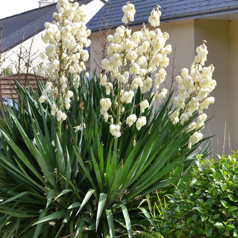 Юкка нитчатая (Yucca Filamentosa), Р13
