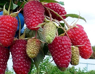 Малина Пшехиба(летняя)
