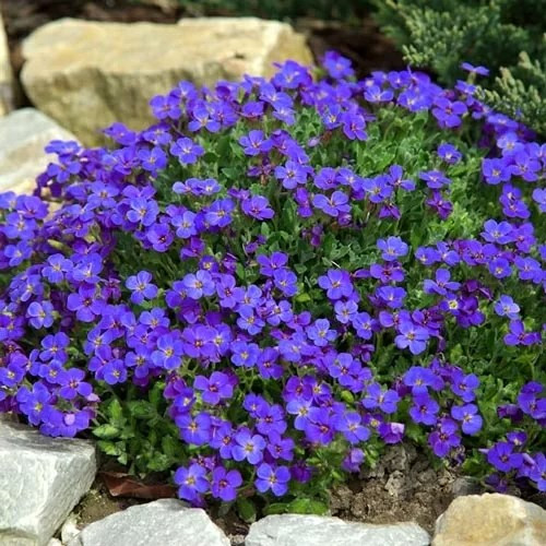 Обриета дельтовидная "Каскад Блю" (Cascade Blue), Р13