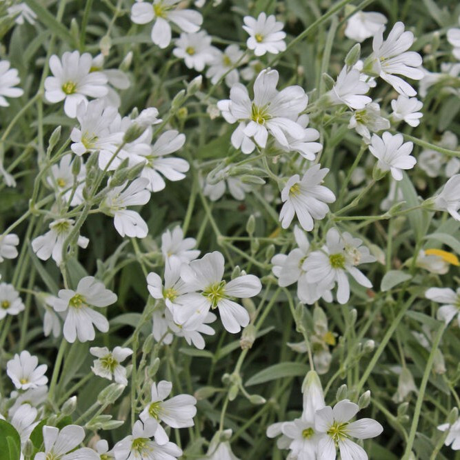 Ясколка войлочная (Сerastium tomentosum), Р9