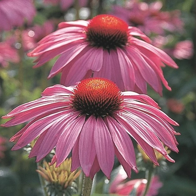 Эхинацея "Брайт Роуз" (Bright Rose), Р9