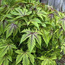 Лабазник "Ред Амбрела", С2