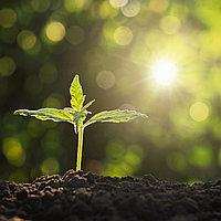 Фитолампы, электроковрики и термометры для выращивания рассады!