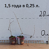 Саженцы жимолости сорта "Тундра", фото 2