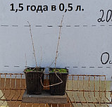 Саженцы жимолости сорта "Восторг", фото 2