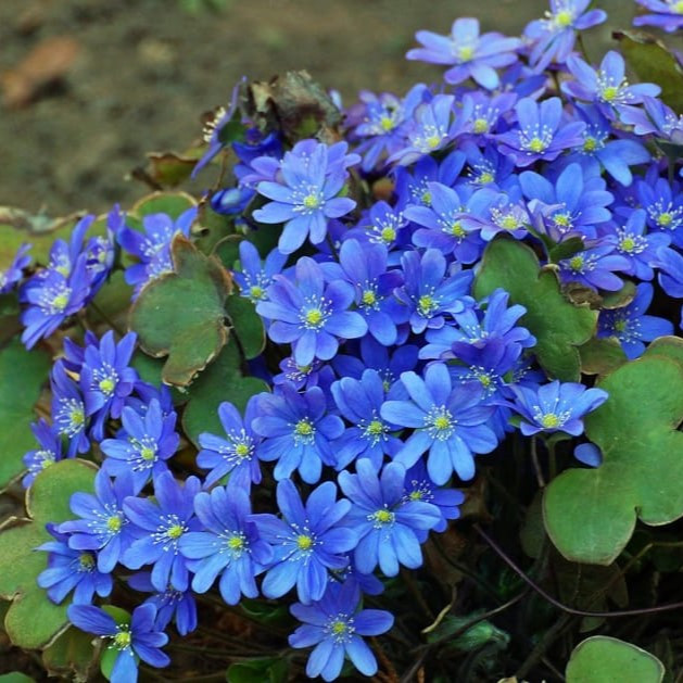 Печёночница благородная (Hepatica nobilis), Р9