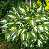 Хоста волнистая Медиовариегата (Mediovariegata), Р13, фото 2