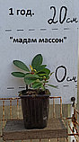 Саженцы вечнозеленого рододендрана "Мадам Массон" white., фото 2