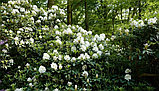 Саженцы вечнозеленого рододендрана "Мадам Массон" white., фото 3