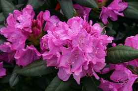 Саженцы вечнозеленого рододендрана "Roseum Elegance" rose.