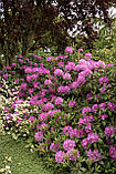 Саженцы вечнозеленого рододендрана "Roseum Elegance" rose., фото 3