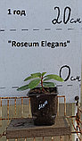 Саженцы вечнозеленого рододендрана "Roseum Elegance" rose., фото 2