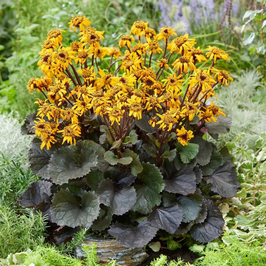 Бузульник зубчатый (Ligularia dentata), Р9
