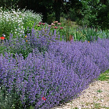 Котовник фассена "Сикс Хиллс Гиант" (Six Hills Giant), Р9