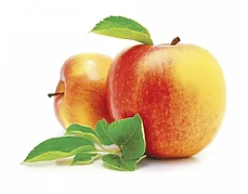 Сорта Яблони колоновидной