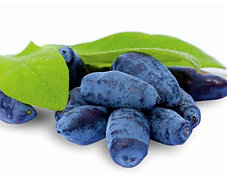 Сорта Жимолости