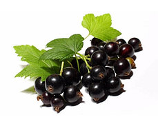 Сорта Смородины