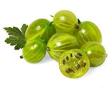 Сорта Крыжовника