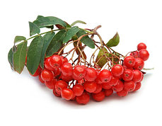 Сорта Рябины