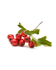 Саженцы Боярышника