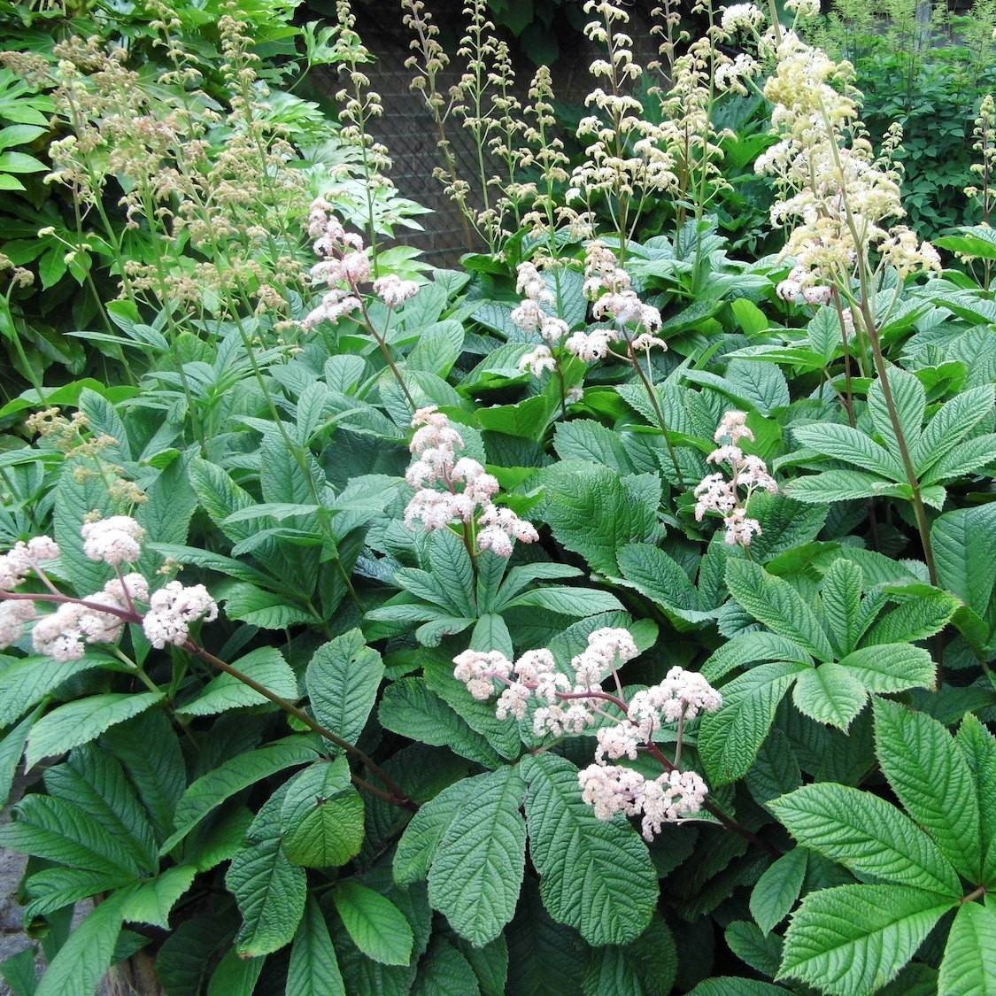 Роджерсия (Rodgersia), Р13