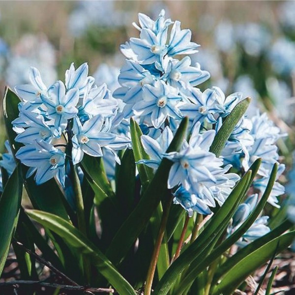 Пушкиния пролесковидная (Puschkinia scilloides), Р9