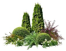 Хвойные культуры