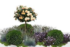 Роза штамбовая