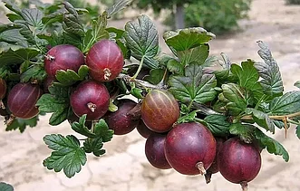 Крыжовник Краснословянский