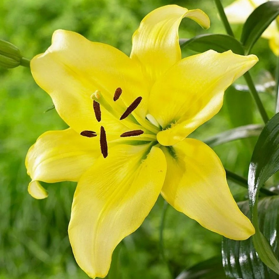 Лилия азиатская "Йеллоу Пауэр" (Yellow Power), С2