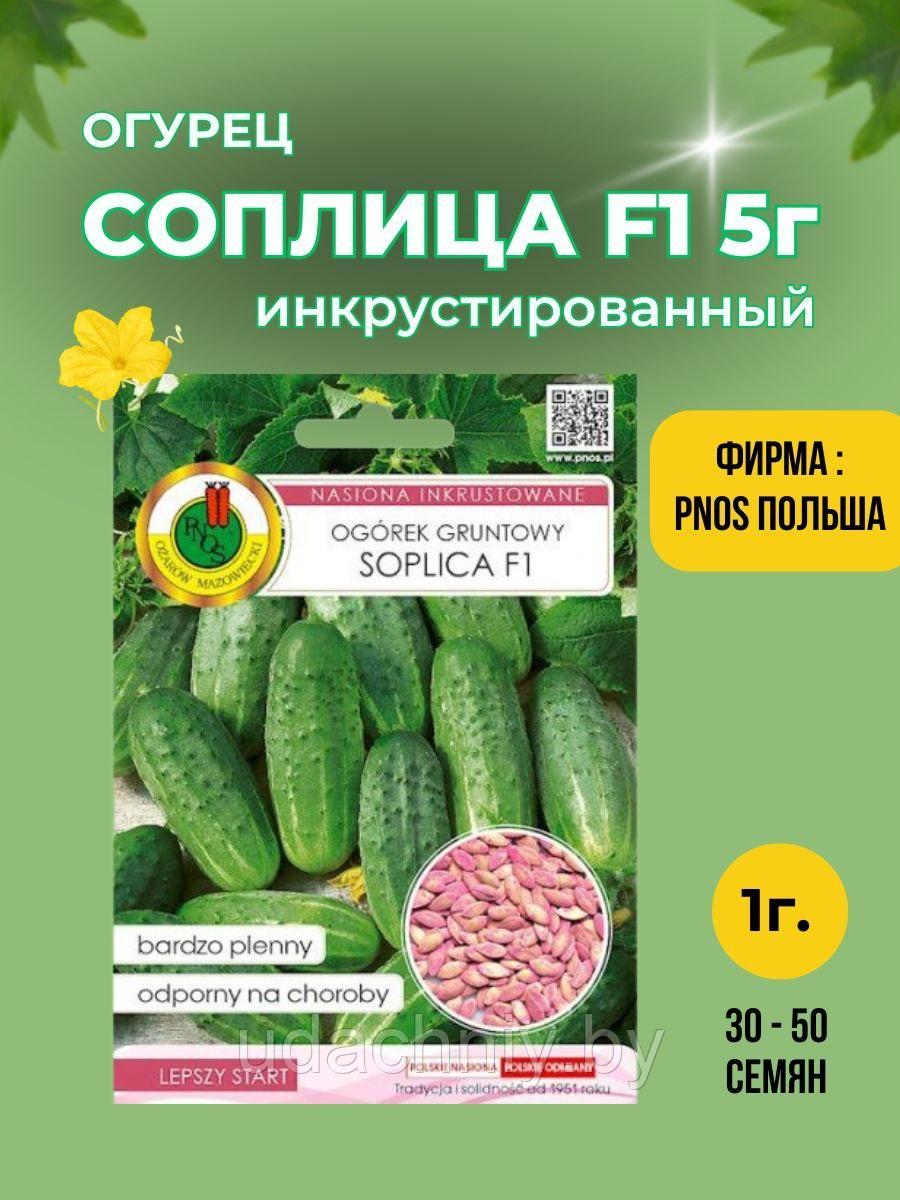 Огурец Соплица F1 (инкрустированные) 5 г  "PNOS", Польша.