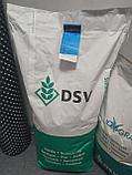 Семена газонной травы Мятлик Луговой DSV (MARKUS) Маркус 20кг, фото 10