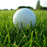 Газонная травосмесь Спортивная DSV 230 (Sport) Германия 10кг. Спортивный газон, фото 10