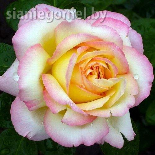 Роза ГЛОРИЯ ДЕЙ