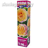 Роза ГЛОРИЯ ДЕЙ, фото 2