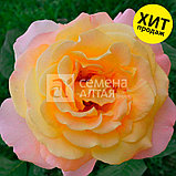 Роза ГЛОРИЯ ДЕЙ, фото 3