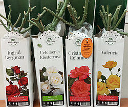 Новый приход товара.