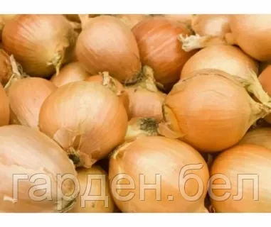 Лук-севок КУПИДО 1кг