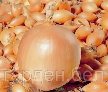 Лук-севок КОРАДО 1кг