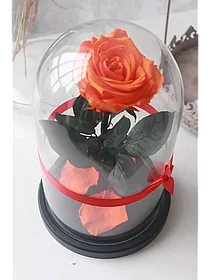 Роза в колбе 28 см, Light Orange Premium
