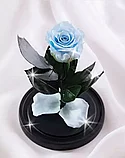Голубая роза в колбе 22 см, Baby Blue Mini, фото 3