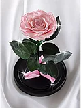 Розовая роза в колбе 28 см, Pretty Pink King, фото 2