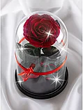 Красная роза в колбе 28 см, Romantic Red King, фото 3