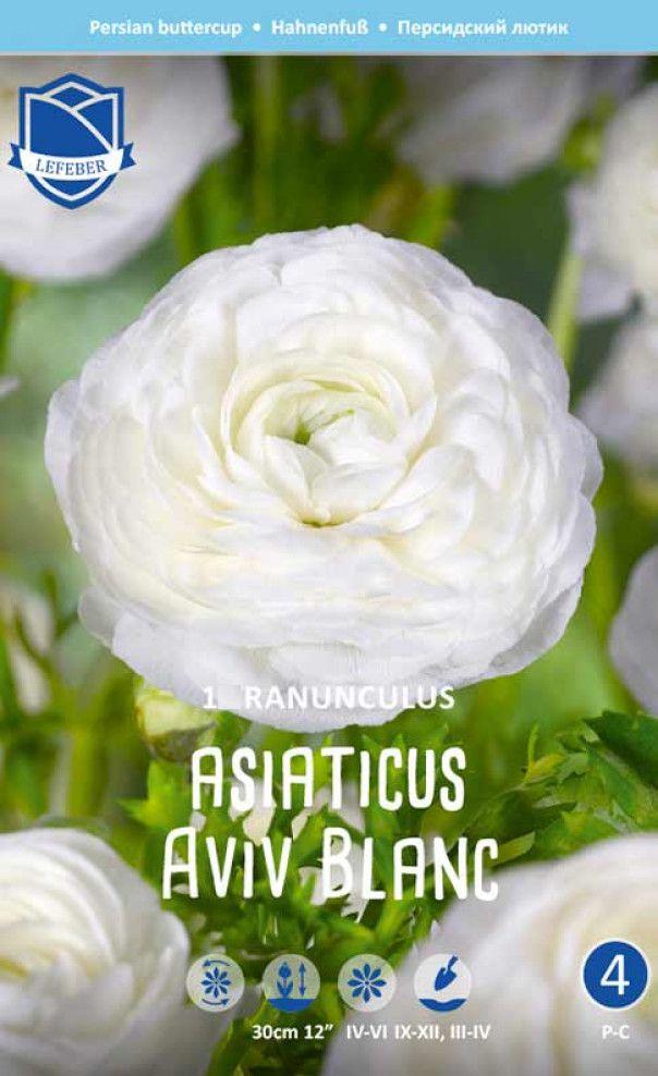 Лютик (Ранункулус) Авив Блан 1шт МССО