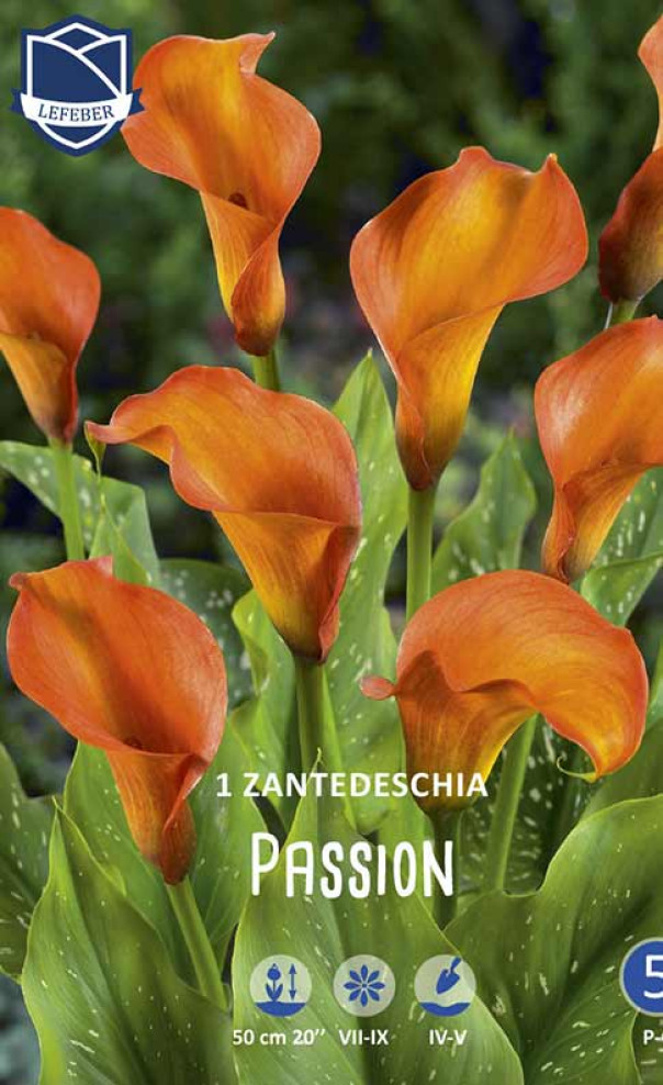 Калла Пэшн 1шт МССО