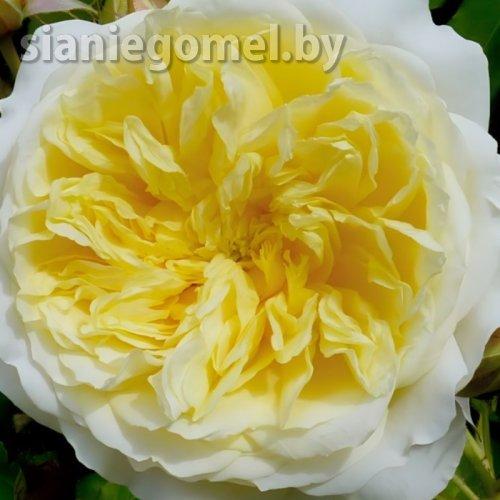 Роза ПИЛИГРИМ