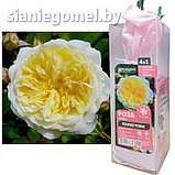 Роза ПИЛИГРИМ, фото 2