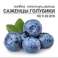Саженец Голубика высокорослая Блюкроп, 2 года, конт. С2 (самовывоз Дзержинского, Боровая)